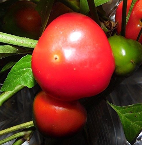 vegherb 10 Seeds of Round Pimento Pepper Seeds