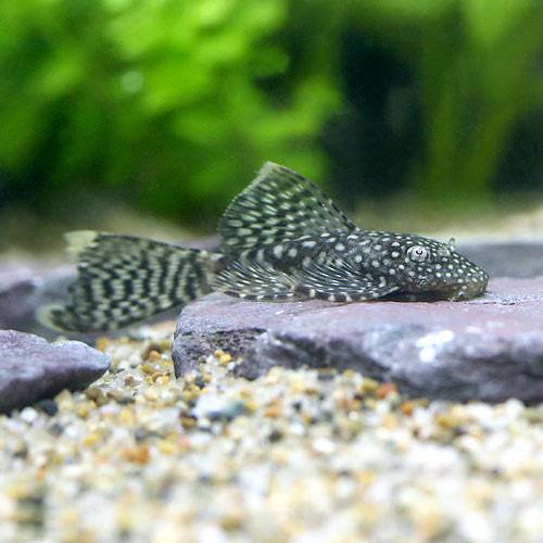 ヒレの長い熱帯魚10選 優雅なロングフィン種でアクアリウムを彩ろう トロピカ