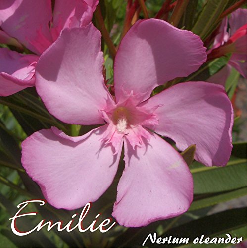 Oleander 'Emilie' - Nerium Oleander - Größe C10 im Dekotopf