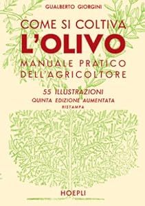 Come coltivare l'olivo