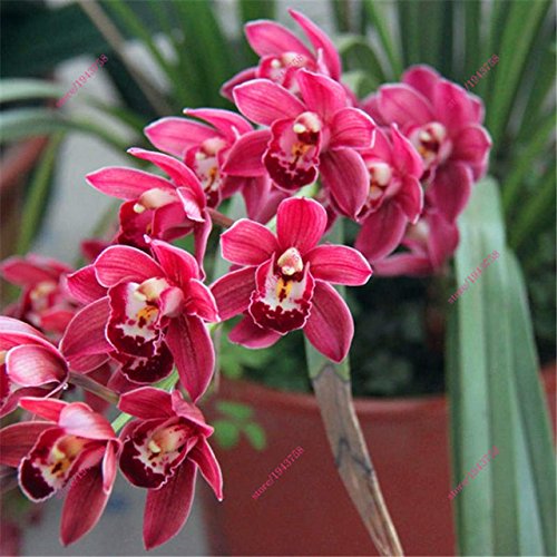 14 : 100 Pcs Chinese Cymbidium Orchid Plants Seeds Indoor Orchid