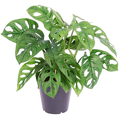 1 planta de interior única Monstera obliqua con hoja de mono en maceta, purificadora de aire de 20-30 cm