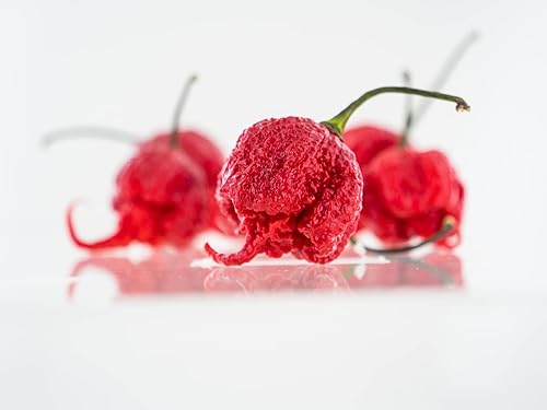 Miniatura 2 de Pepper Joe's Carolina Reaper Seeds - Paquete de 10 semillas de chile más calientes del mundo, cultivadas en Estados Unidos, semillas de Carolina