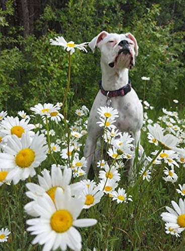 Paint by Numbers for Adults Boxer Dog in White Daisy Flowers Digital Oil Canvas Painting Kits for Kids Children Birthday Wedding New Accommodation Home Decorations Gifts