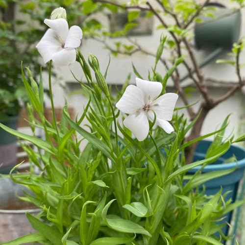 Semillas de aciano - resistentes para el jardín semillas jardín interior de balcón - Serie Raras 200pcs