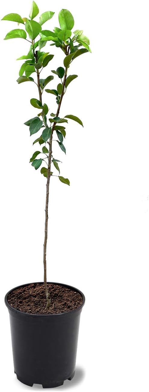 Kieffer Pear Tree, Large Golden-Yellow Fruit, Self-Pollinator, 1-2 ft Tree Height, 1 gal Nursery Pot (Due to Agricultural Laws, we Cannot Ship to CA, AZ, AK, or HI)
