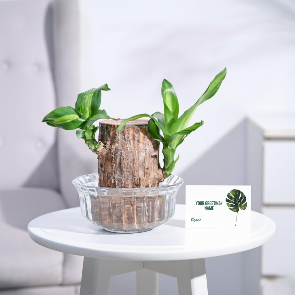 UGAOO Brazilian Wood Live Plant for Gifting in Glass Bowl with Customised Greeting Card