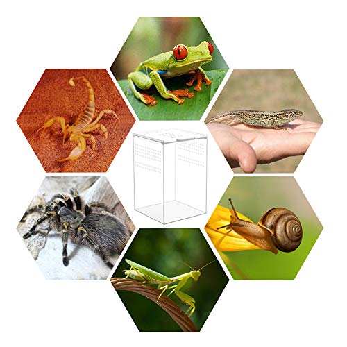 Naneezoo Magnetic Acrylic Reptile Cage, 6 Inchx6 Inchx9 Inch Tall Enclosure Transparent Reptile Breeding Box Terrarium Tank For Tarantula Scorpion Sling Isopods Invertebrates Insect Mantis thumb #7