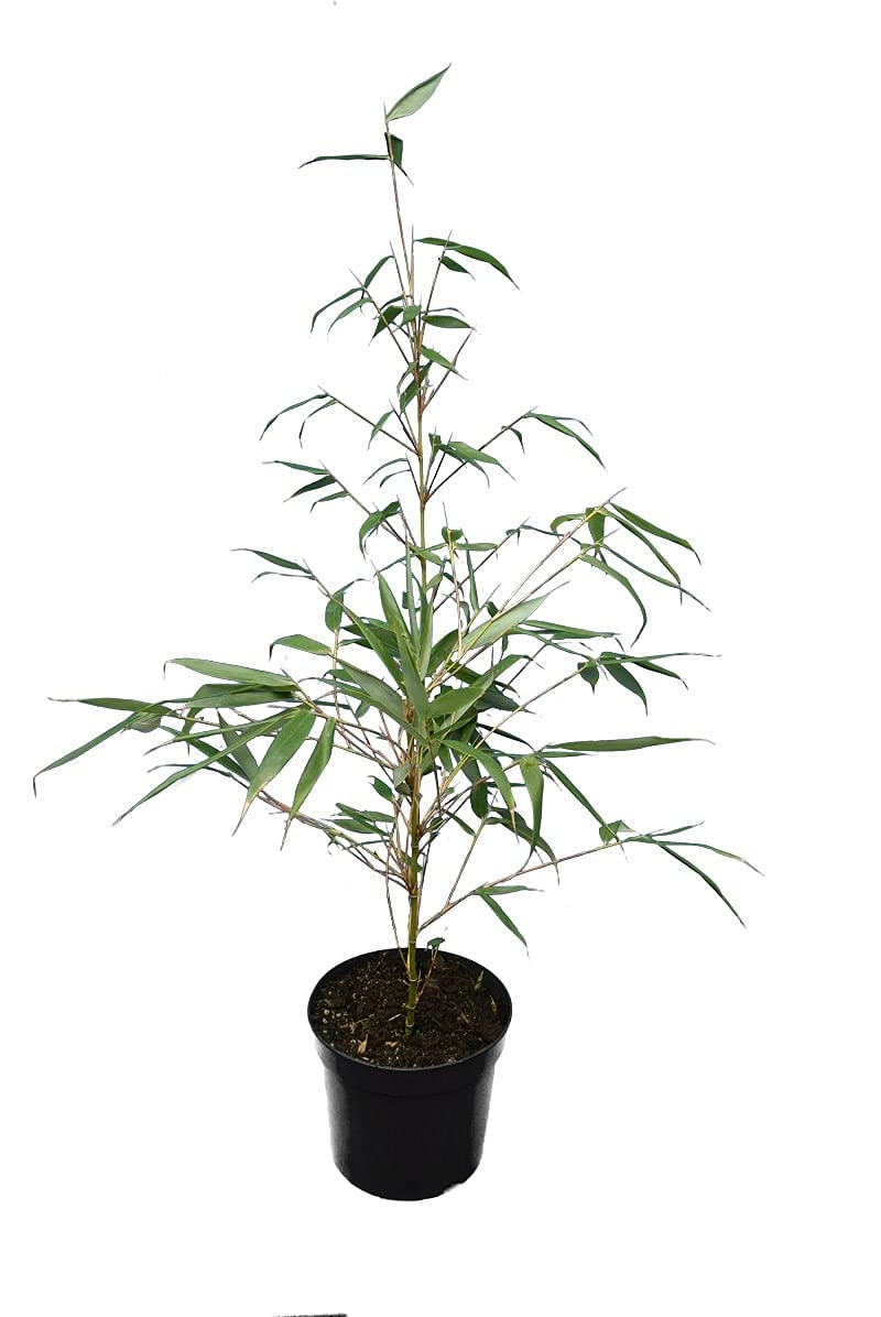 Fargesia Robusta Wolong Umbrella Bamboo Total Height 60+ cm Pot 5 Litres  [8087] : Amazon.de: Garden