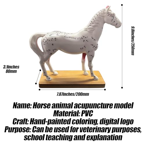 Modèle acupuncture de cheval 114 points AMITD pour localiser les organes - 7