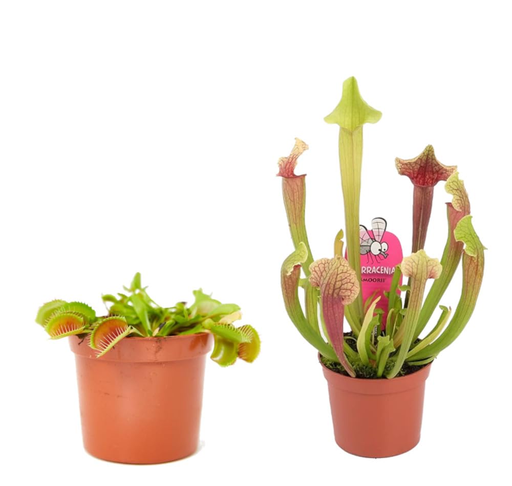 Dos Plantas Carnívoras Naturales - Venus y Sarracenia - Ideales para el Interior o el Exterior del Hogar