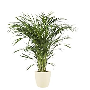Kamerplant van Botanicly – Goudpalm incl. crème kleurig sierpot als set – Hoogte: 130 cm – Areca dypsis lutescens