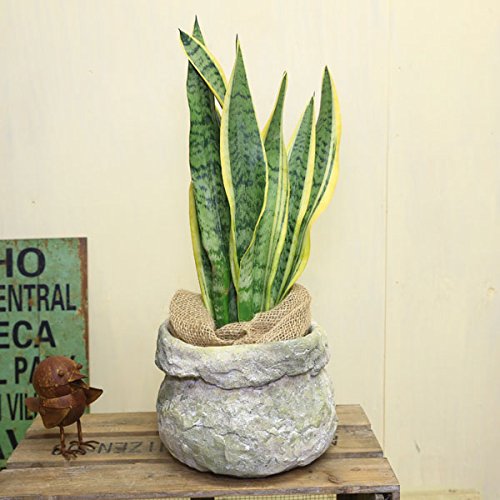 観葉植物 サンスベリア は猫にとって安全 危険 徹底的に調査してみた 生きてるだけで大吉
