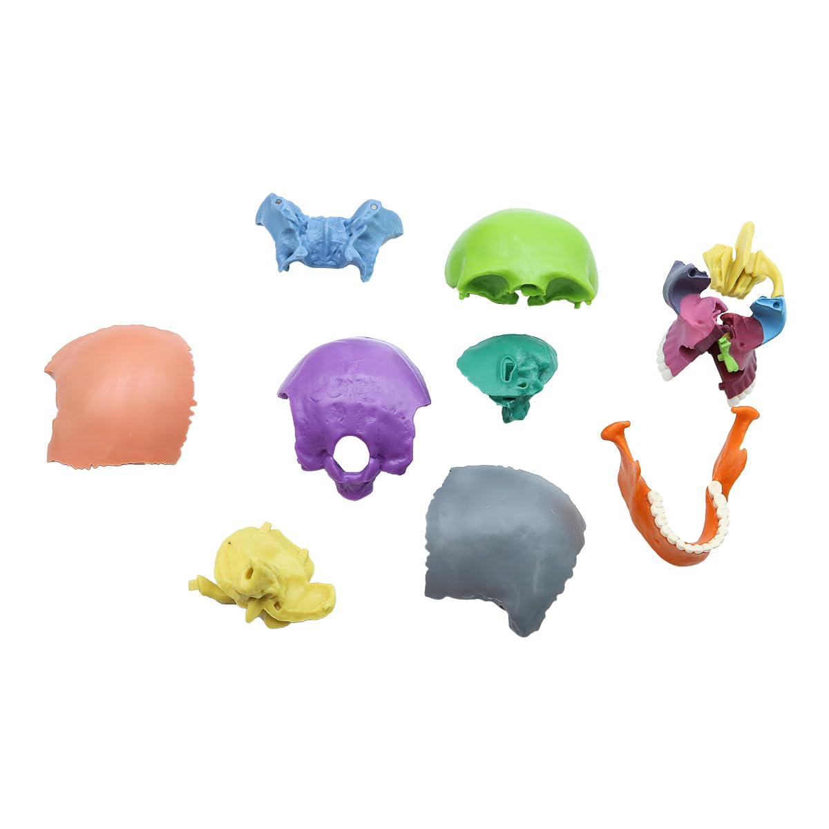 Modello di Teschio Umano Colorato Rimovibile, Modello di Cranio Scheletro a Grandezza Naturale Include 15 Pezzi, Modello di Anatomia del Cranio Medico per Apprendimento
