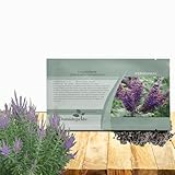Outsidepride Leadplant Flower Seeds - 2000 Pcs Perennial, Shrub-Like, Drought-Tolerant, Wildlife-Friendly Wildflower Seeds for Erosion Control, Pollinator Support, and Low-Maintenance Landscaping