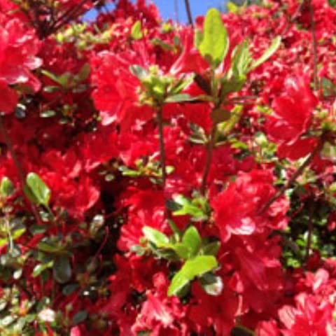 2ltr Dwarf Azalea Geisha Red (1 Pack)