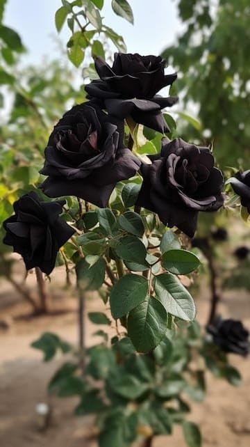 Hybrid Black Rose (B0DH1Y1VCB) Amazon Price History, Amazon Price Tracker