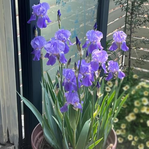 bulbos de iris perennes resistentes, decoración de resistentes perennes balcón bulbos primavera iris decoración del balcón 5pcs