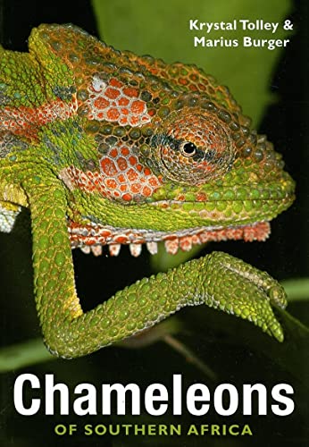 Preisvergleich Produktbild Chameleons of Southern Africa