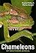 Produktbild Chameleons of Southern Africa