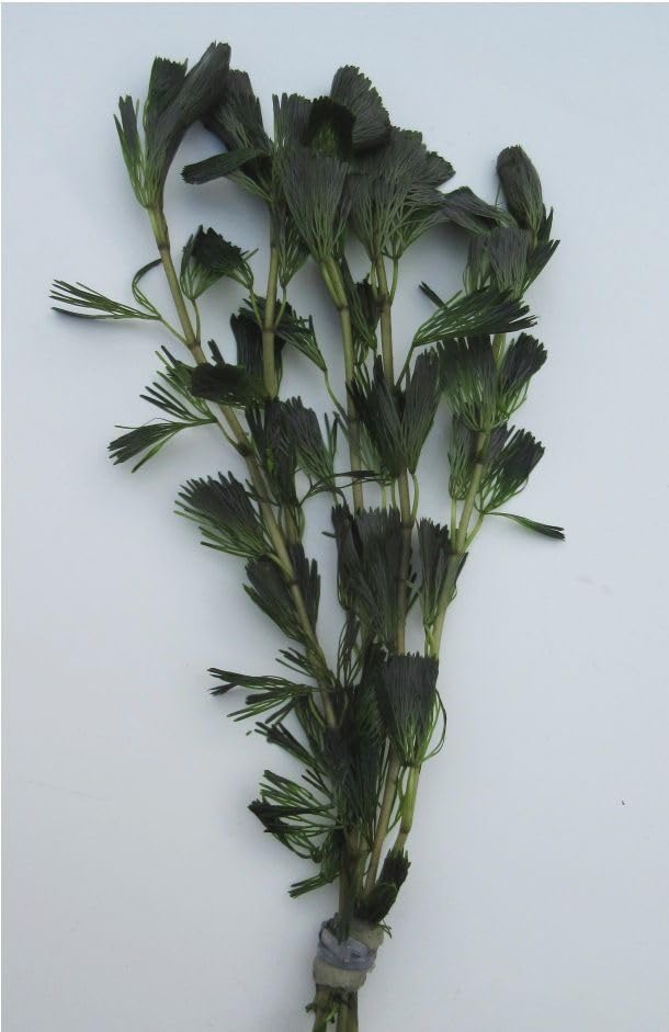 florari Cabomba aquatica/Haarnixe im Bund