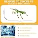 AENIMELY Large Praying Mantis Figurine – Hollow Realistic Insect Bug Model Toy for Kids – Educational Bug Toy for Science and Nature Learning