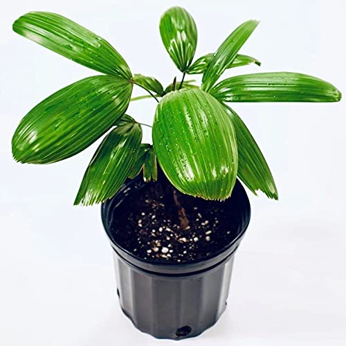 Rhapis Excelsa. Var. Koban, ‘The Puffy Leaf Japanese Lady Palm’ #TOP2