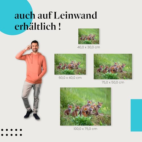 Postereck - 3479 - Fuchs, Rudel Wiese Tier Welpe Natur Nachwuchs - Wandposter Fotoposter Bilder Wandbild Wandbilder - Poster - 4:3-81,0 cm x 61,0 cm