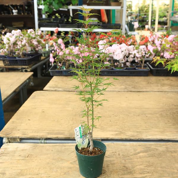 Amazon.co.jp: 庭木・植木 庭木苗：置霜モミジ（オキシモもみじ）*おき