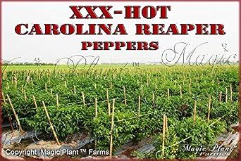 MASH Carolina Reaper Pepper,9 oz