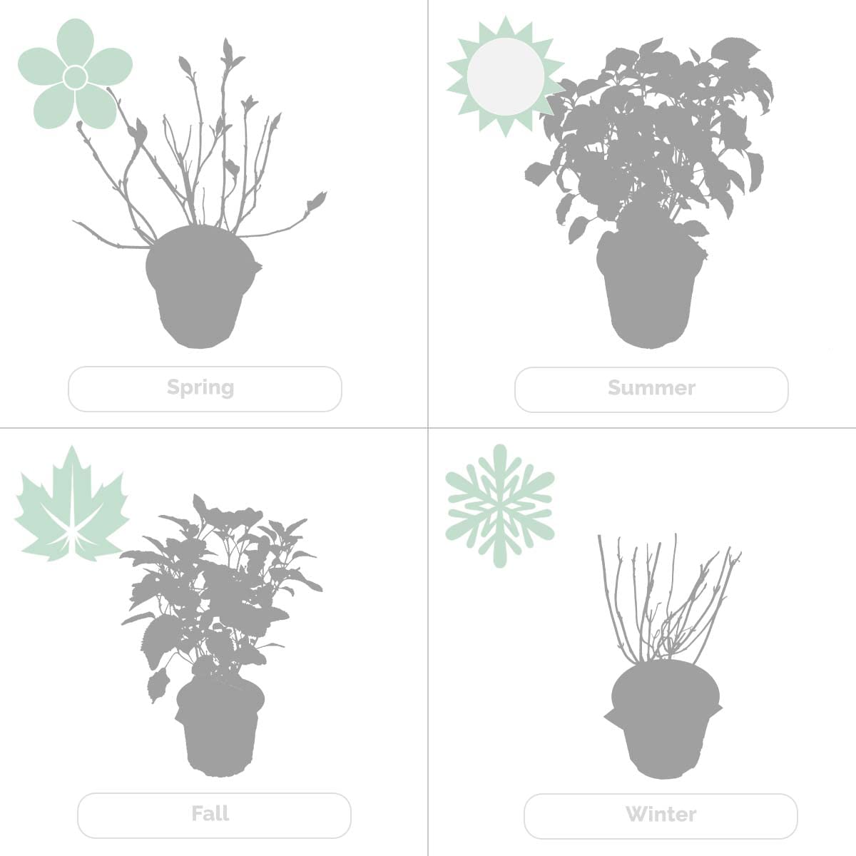 Bloomique - Hydrangea Pink Annabelle - Hortensia - Rose - Plantes de jardin - Résistante au gel - Hauteur 40-50 cm - Pot 19 cm