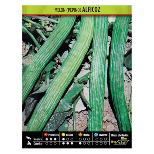 Semillas Horticolas - Pepino alficoz (melón serpiente) - Semillas listas para plantar.