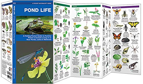 Pond Life: A Folding Pocket Guide To Familiar Plants & Animals Living In Or Near Ponds, Lakes & Wetlands (Wildlife And Nature Identification) #TOP1