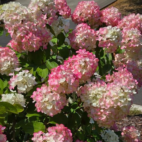 semillas de plantas de hortensias de panícula - semillas de hortensias, semillas macizos de flores, plantas exóticas resistentes semillas resistentes de hortensia de panícula, 100pcs