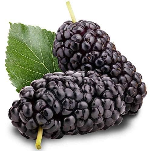 OpLeaves - Healthy Fruit Live Plant (Red Mulberry Live Plant) (B0D2VBMGLY) Amazon Price History, Amazon Price Tracker