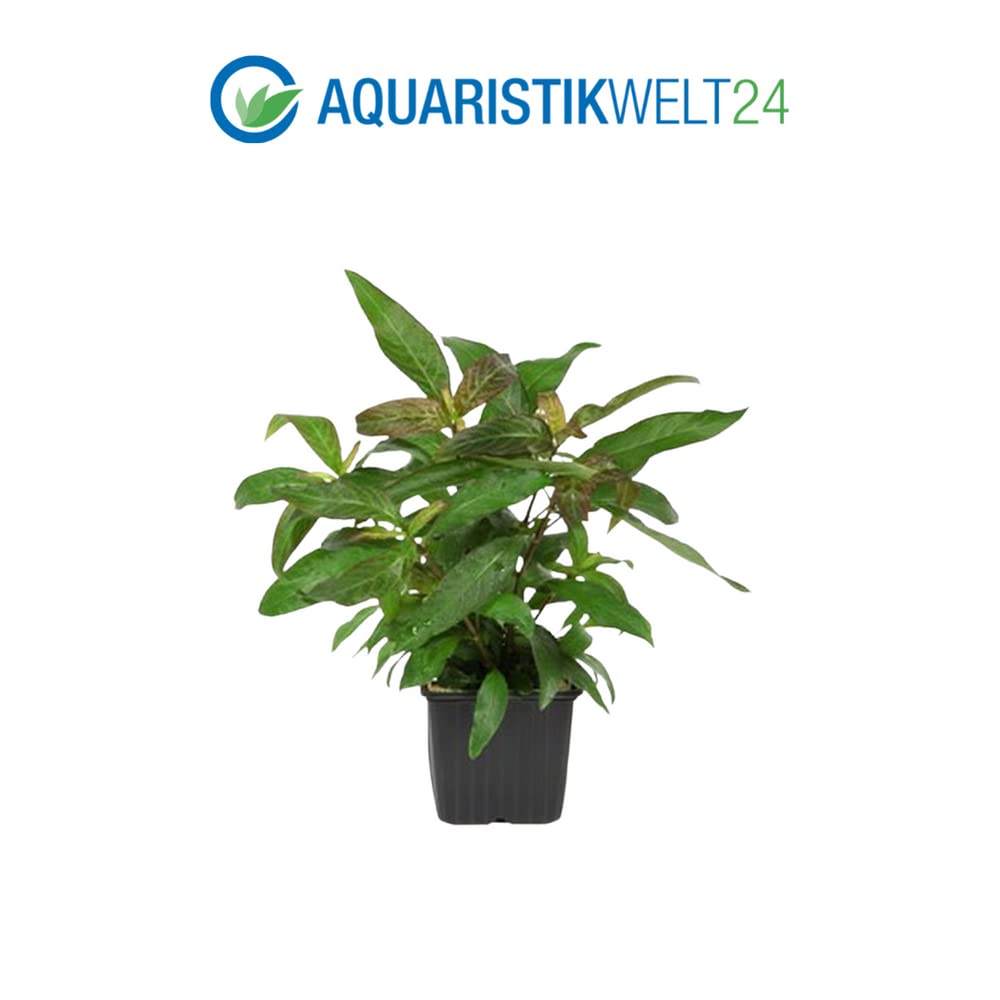 AquaOne Piante per acquario, 3 piante nutrite XL, pianta madre per acquario, ecinodorus Grisebachii Microsorum pteropus Hygrophila corymbosa I Set con 3 piante acquatiche