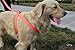 LittleTail Nylon Pet Harness, X-Large, Orange