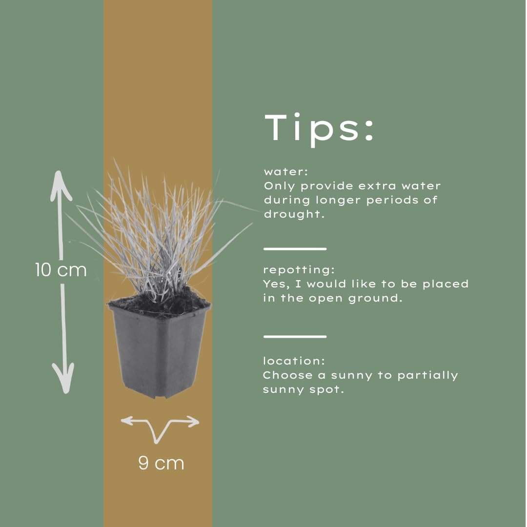 Sesleria Autumnalis, Gramínea para Jardín, Verde, Pack de 48, 10-25cm