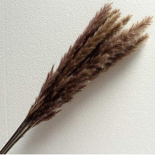 Taloit 15 stks Natuurlijke Gedroogde Pampas Gras Bloem Bos Boeket Gedroogde Bloem Thuis Bruiloft Bloemen Decor 60-80cm - Afbeelding 5