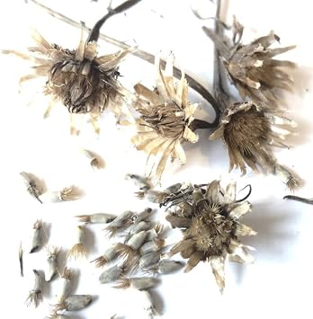 Cornflower, Blue Seeds Centaurea cyanus 100 Seeds 0.5 Grams