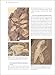 Fire in the Sea: The Santorini Volcano: Natural History and the Legend of Atlantis