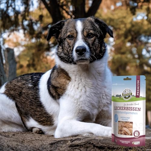 Bellfor Gefriergetrocknete Grönlandgarnelen – 35 g – Getreidefreie Leckerli für Hunde, Unterstützt die Verdauung, Reich an Hochwertigem Protein
