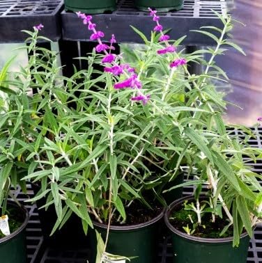 Sage Plant Santa Barbara Salvia Leucantha