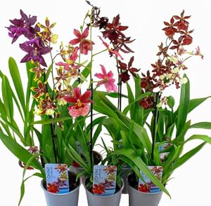 Dutch Bulbs Cambria Orchideen, 3 Pflanzen Mischung