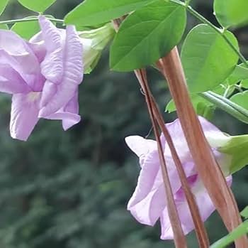 Pink multi-Petal Butterfly pea (Aparajita Double) live plant
