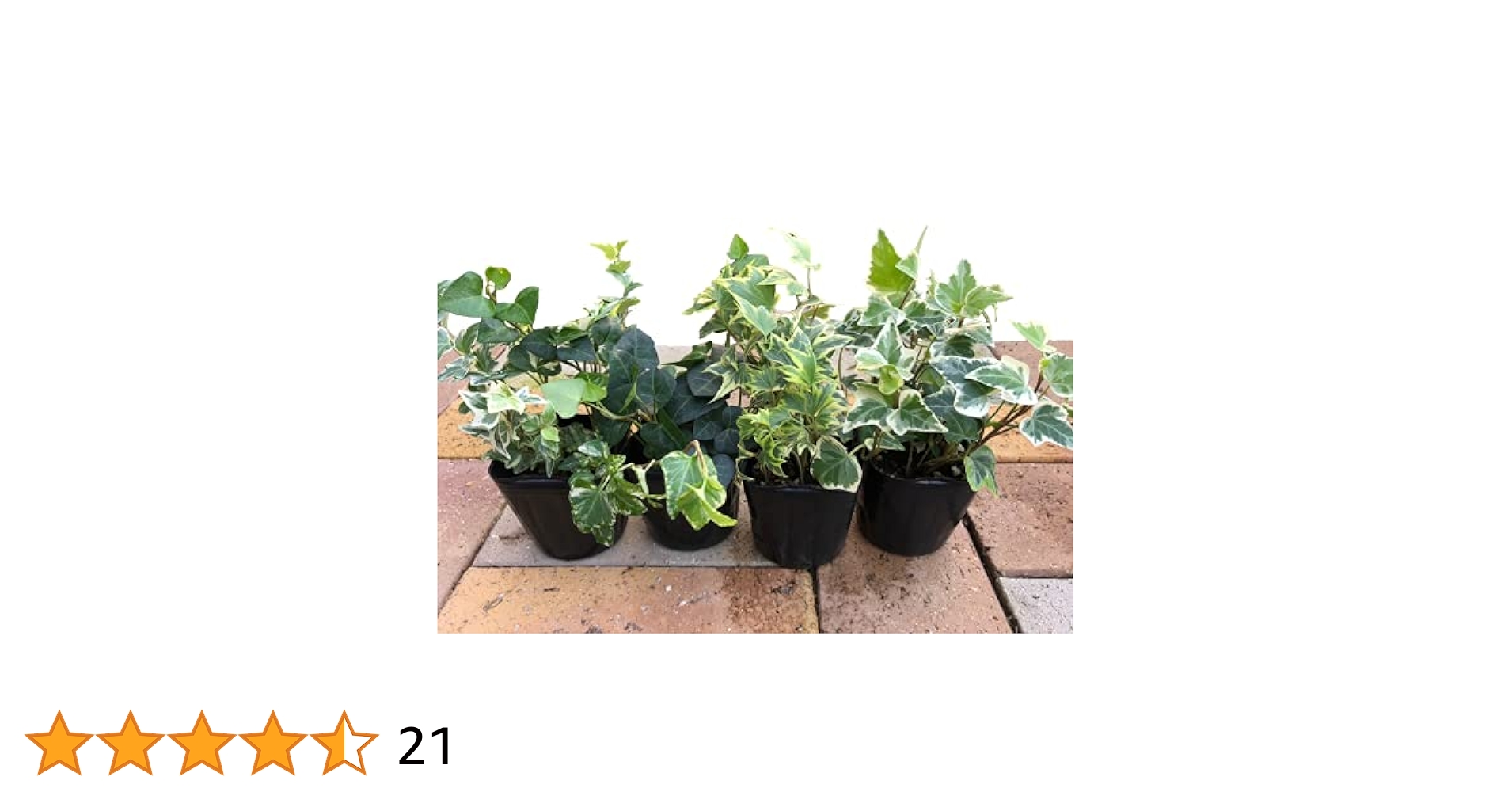 その他観葉植物 BEBE ベイビープランツ | 観葉植物・お花の通販 AND PLANTS (アンド