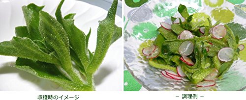 Amazon | アイスプラント 9cmポット苗 | 野菜