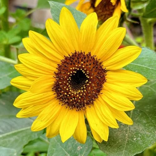 semillas de girasol, semillas de silvestres perennes Girasoles, de jardín de balcón 600pcs