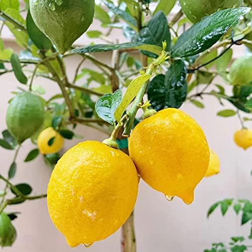 55+ Dwarf Lemon Bonsai Tree Seeds for Planting Heirloom and Organic Non-GMO High Survival Rate Delicious Fruit for Home Garden
