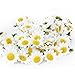Topix Gerbera Daisy Flowers Heads for DIY Wedding Party (100, White)